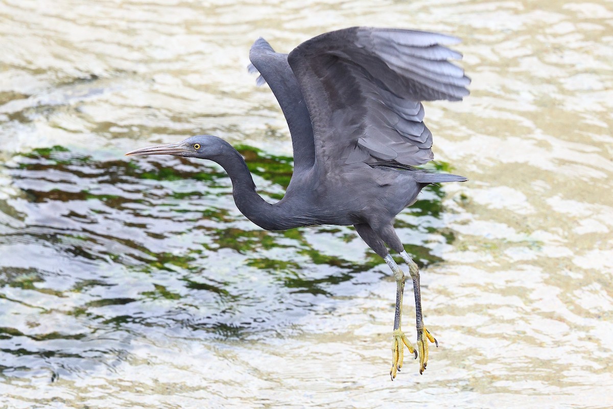 Pacific Reef-Heron - Sam Zhang