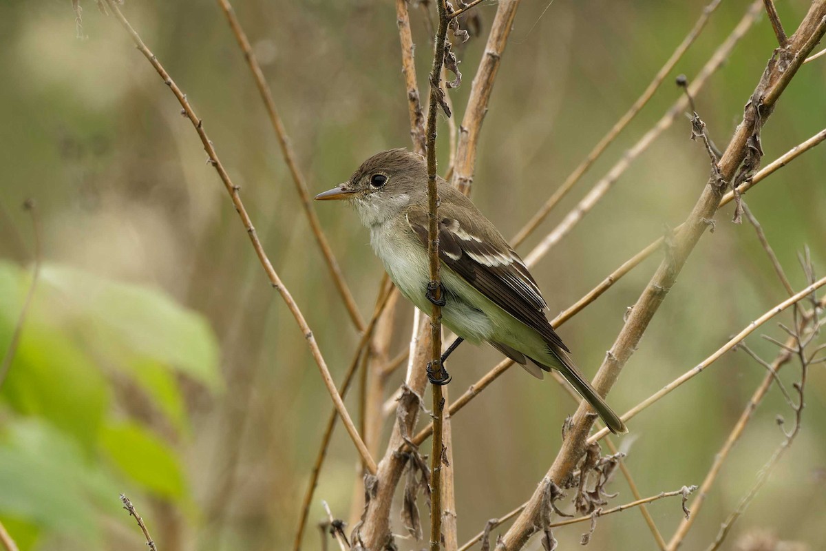 Alder Flycatcher - ML619630654
