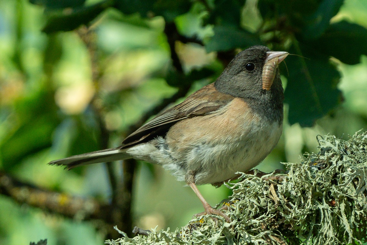 Dark-eyed Junco - ML619630657