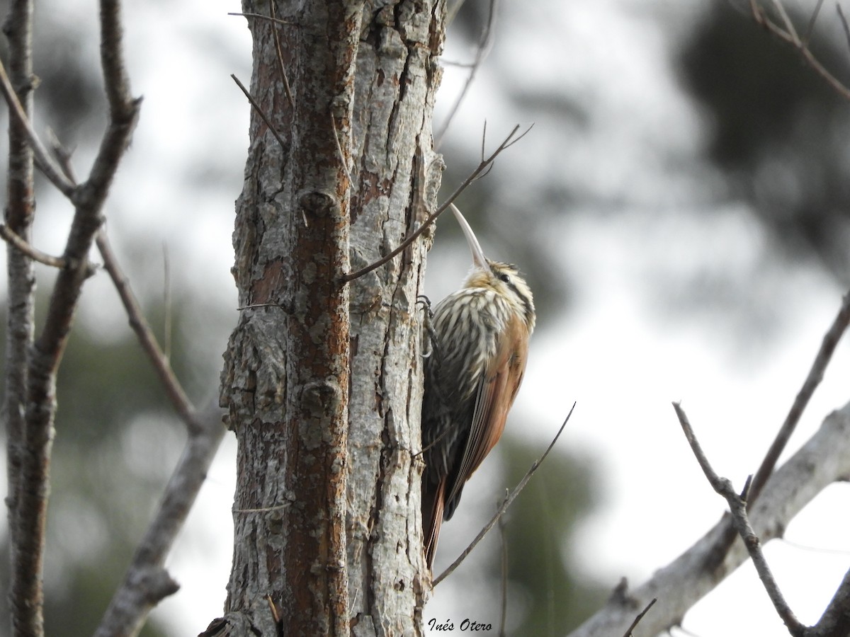 Narrow-billed Woodcreeper - inés otero