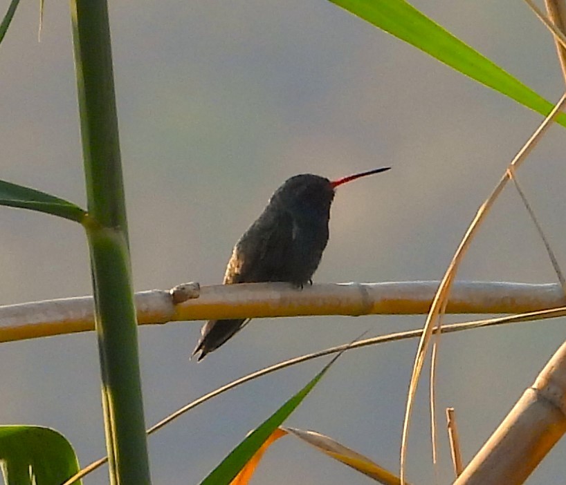 Broad-billed Hummingbird - Guadalupe Esquivel Uribe