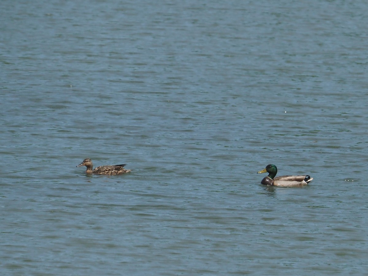 Mallard - Bill Bunn