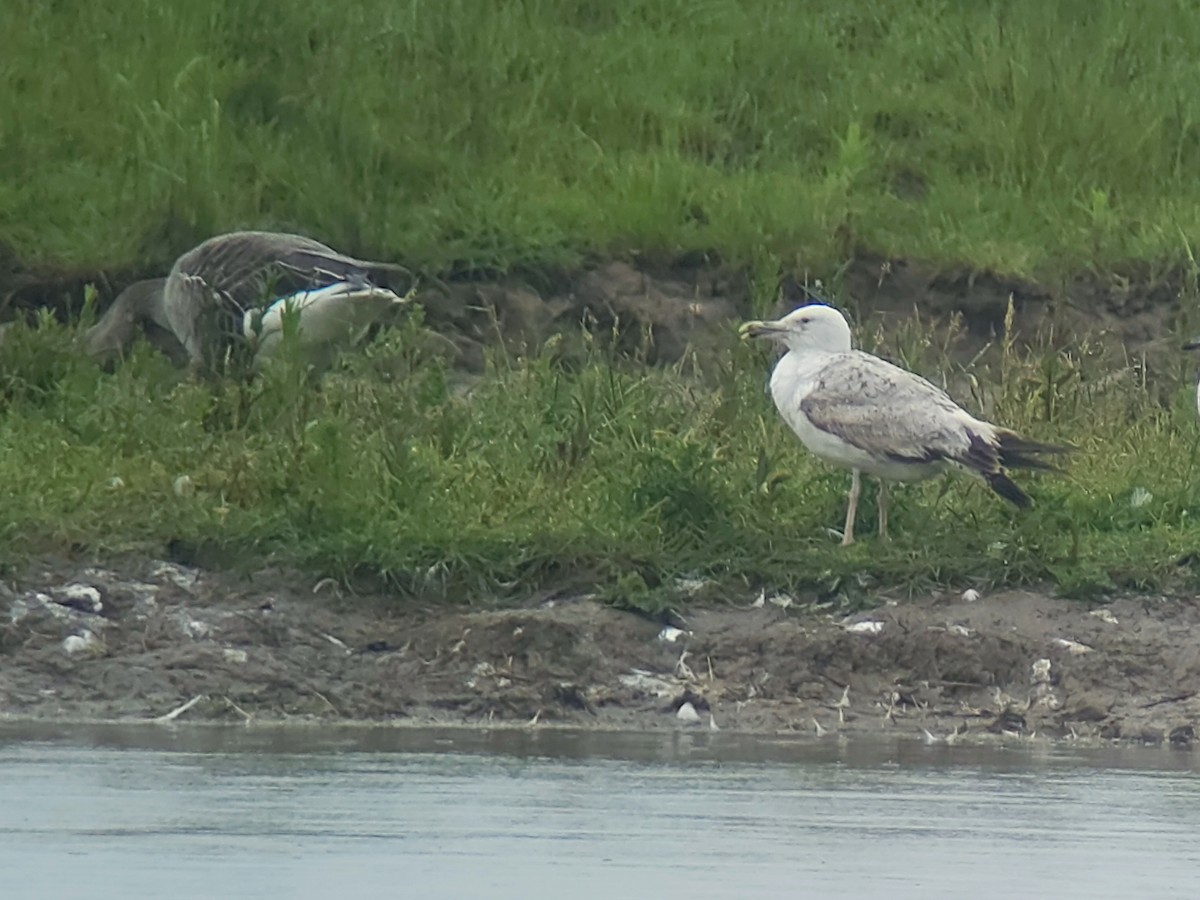 Caspian Gull - ML619630673