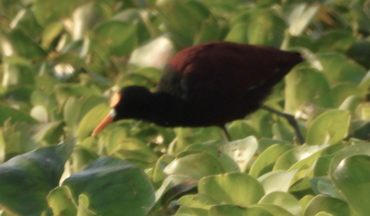 Northern Jacana - Guadalupe Esquivel Uribe