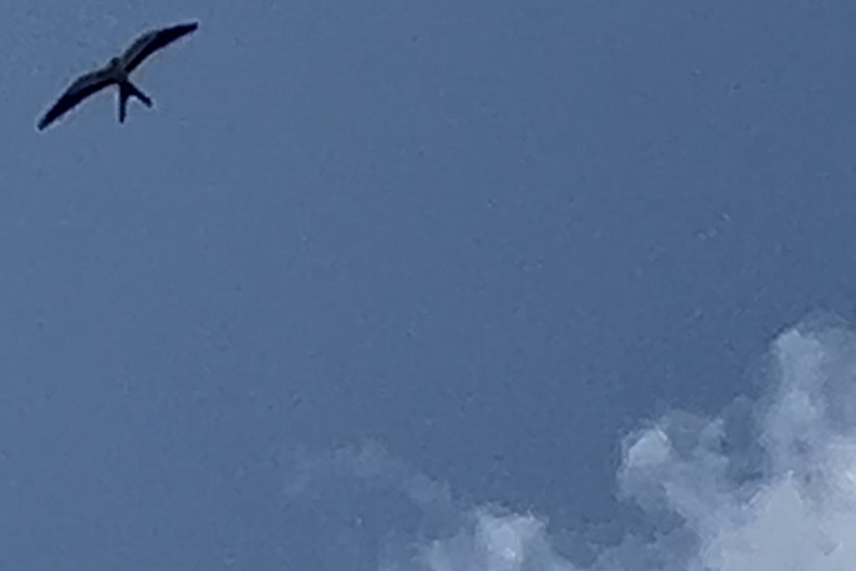 Swallow-tailed Kite - Mark McShane
