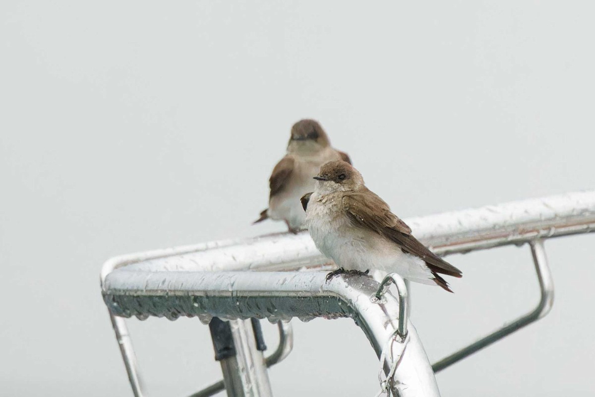 Northern Rough-winged Swallow - ML619630696