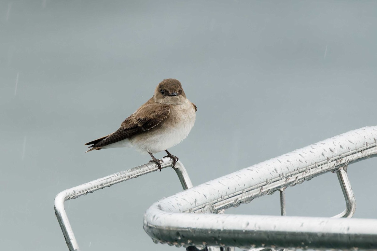 Northern Rough-winged Swallow - ML619630697