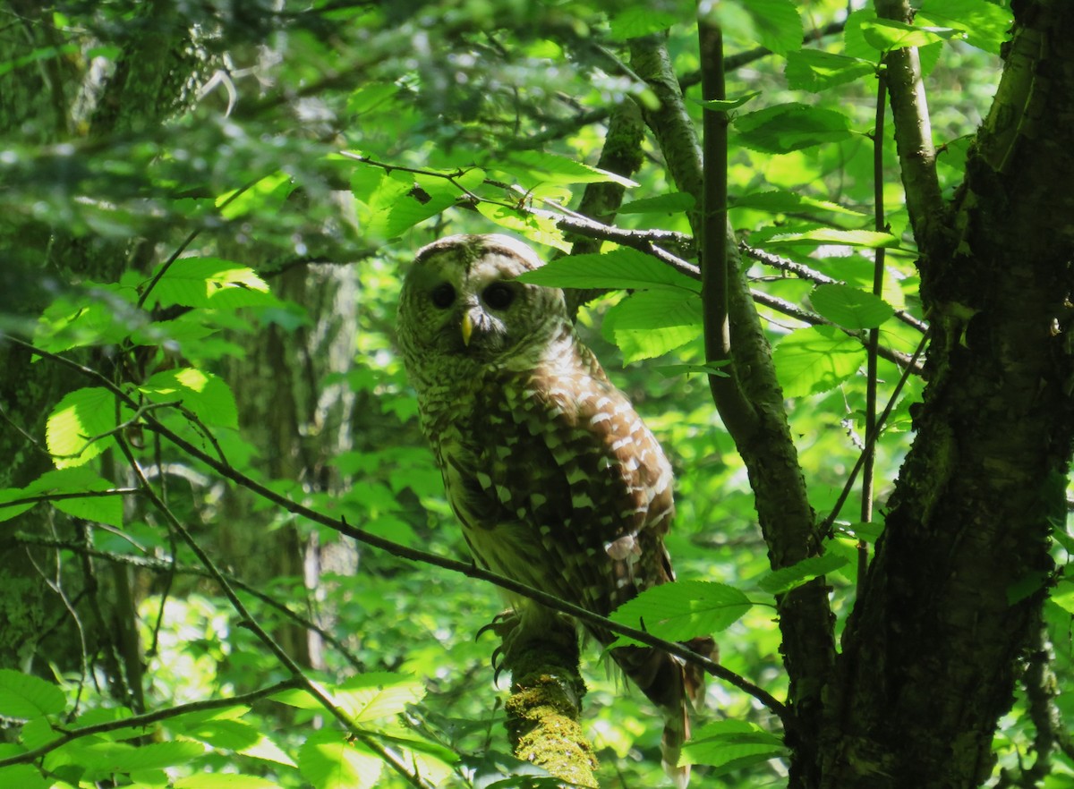 Barred Owl - John Haas