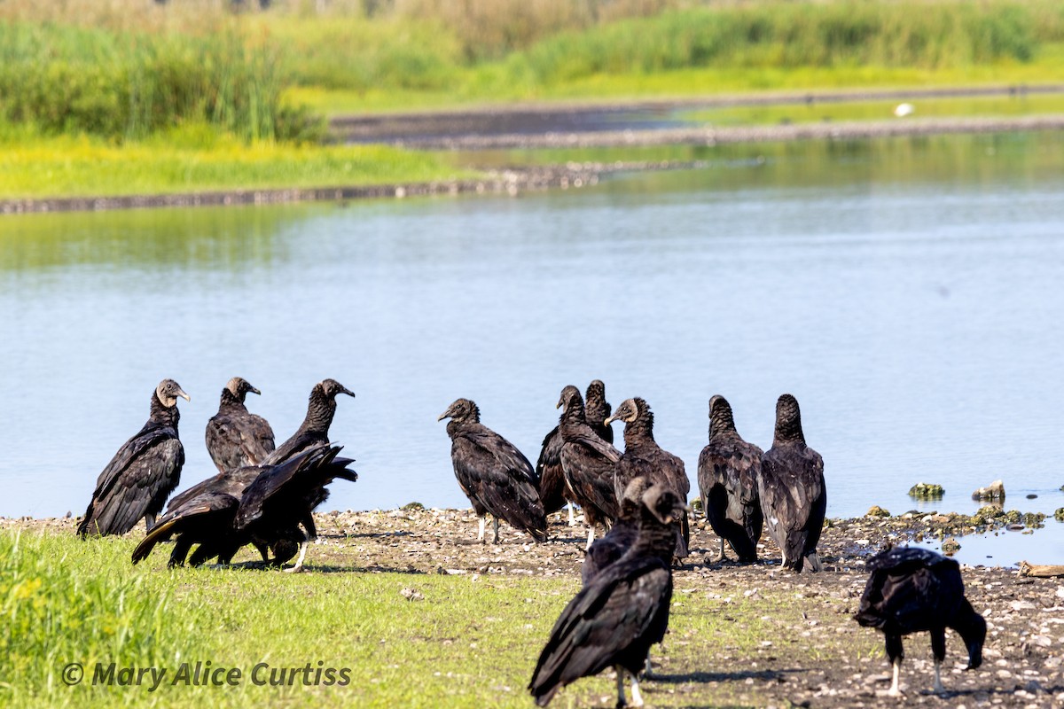 Black Vulture - ML619630702