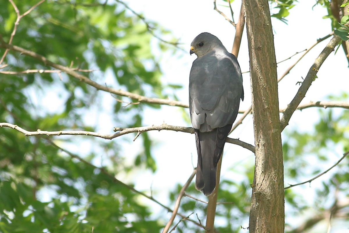 Levant Sparrowhawk - Daniel Mitev