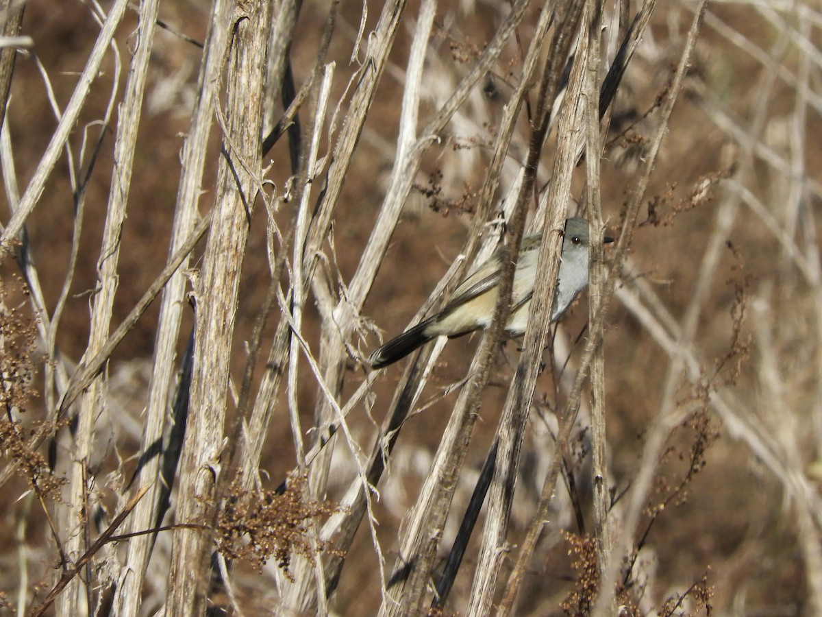 Sooty Tyrannulet - inés otero