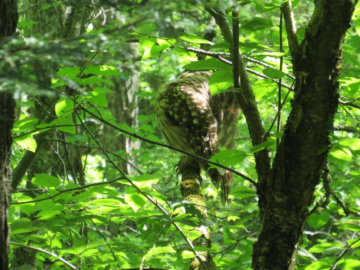 Barred Owl - John Haas