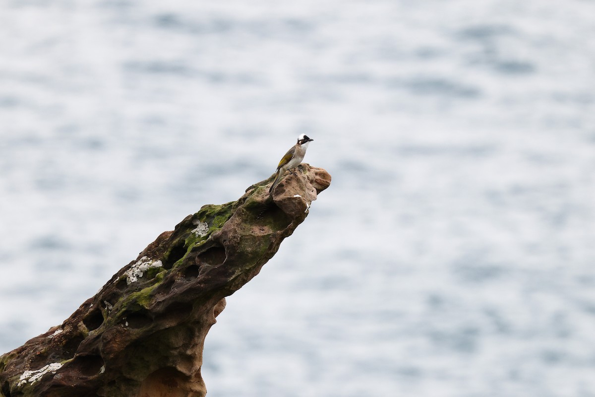 Light-vented Bulbul (formosae/orii) - ML619630732