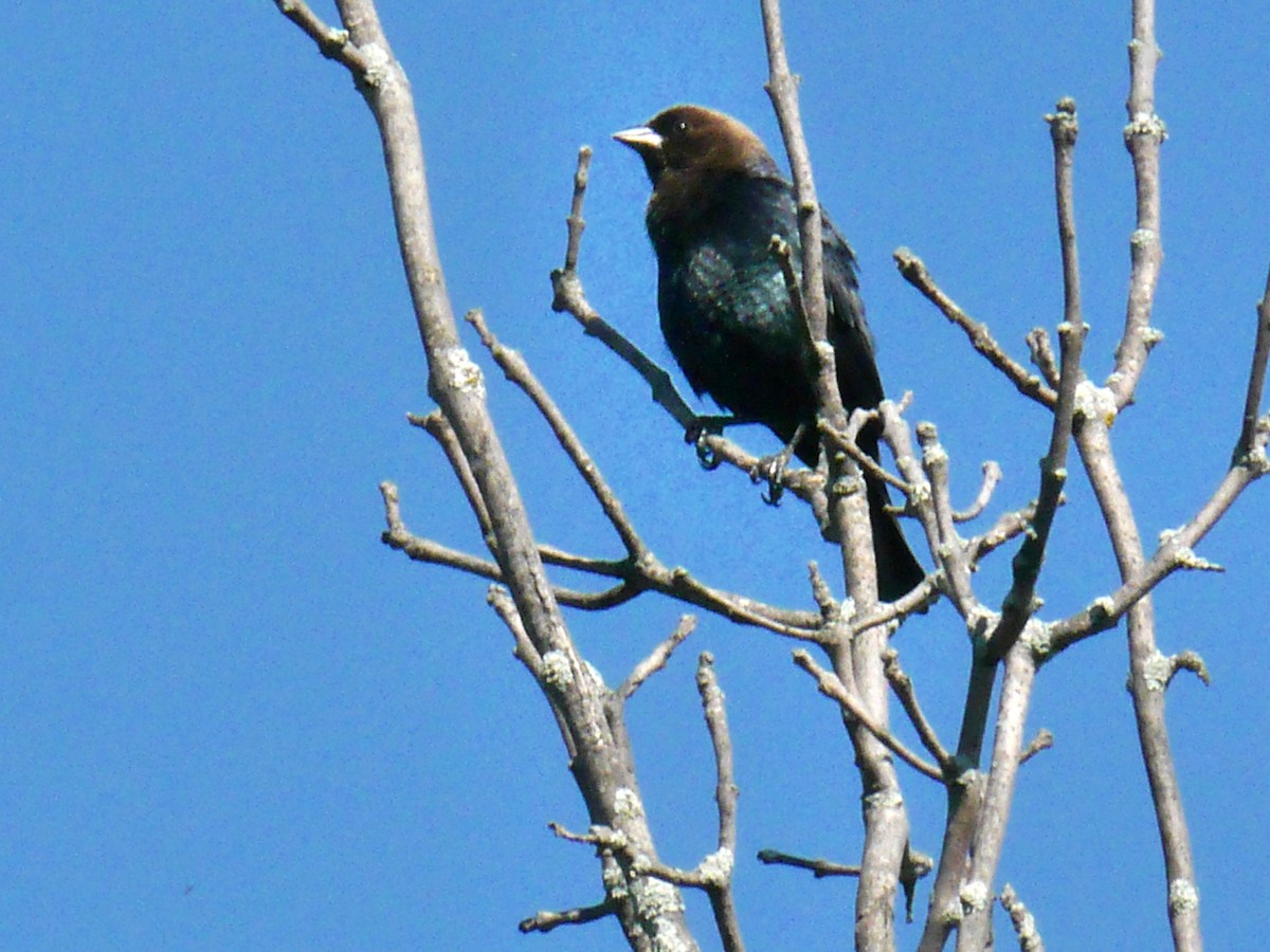 Brown-headed Cowbird - Jean Poitras