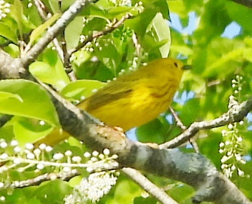 Yellow Warbler - alan murray