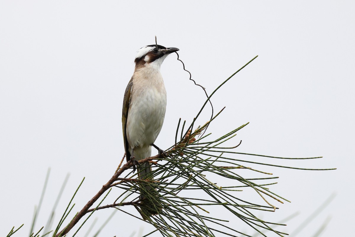 Light-vented Bulbul (formosae/orii) - ML619630739