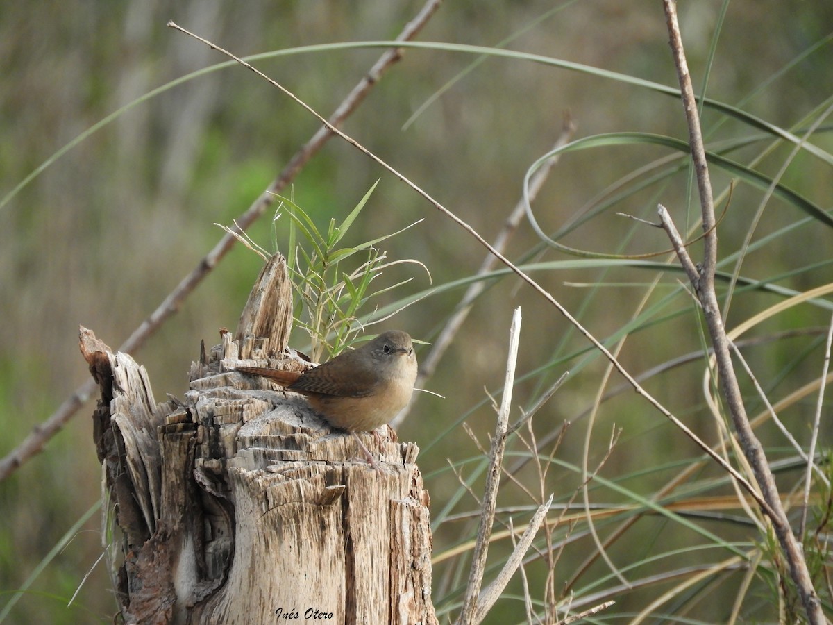 House Wren - inés otero