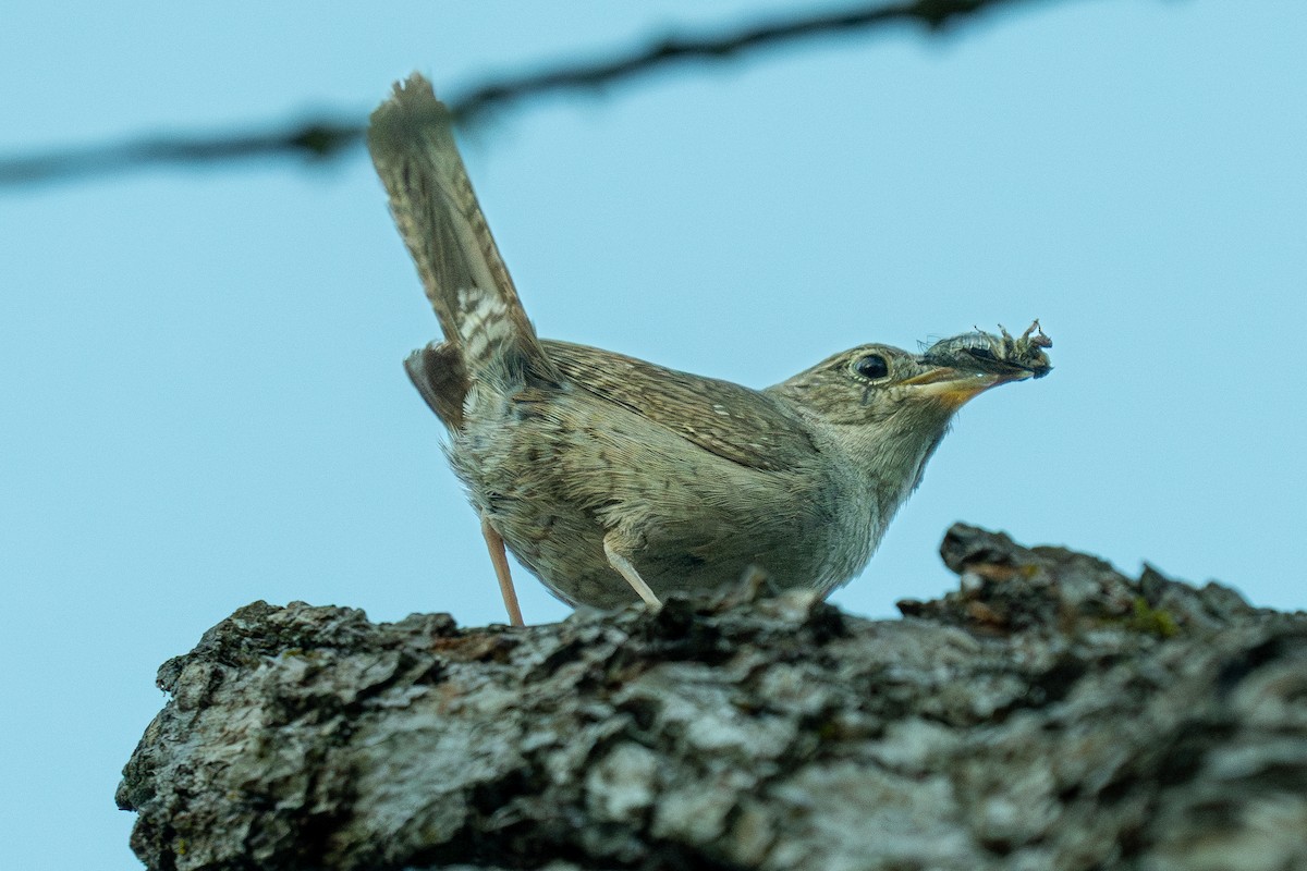 House Wren - Ben Kolstad