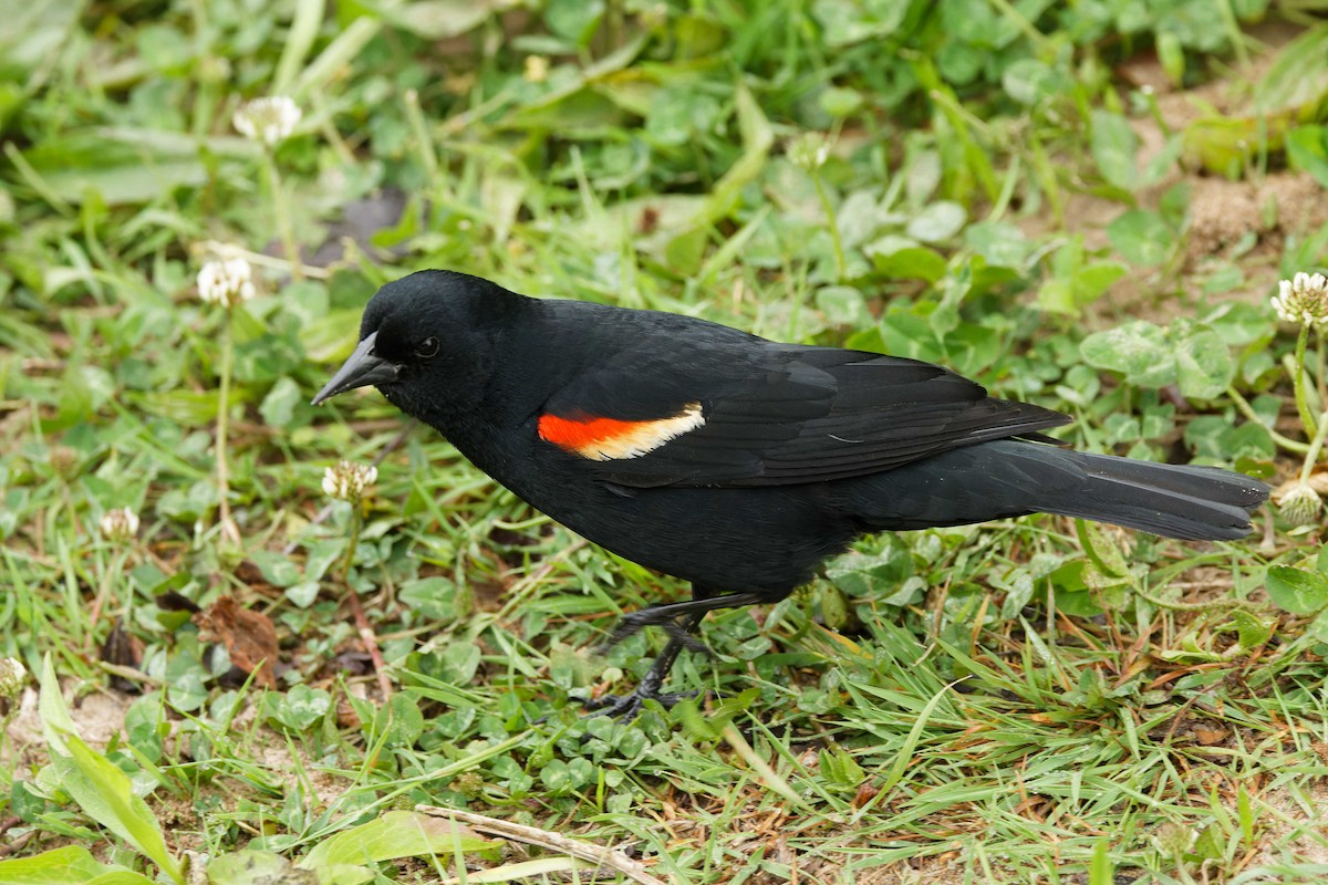 Red-winged Blackbird - ML619630744