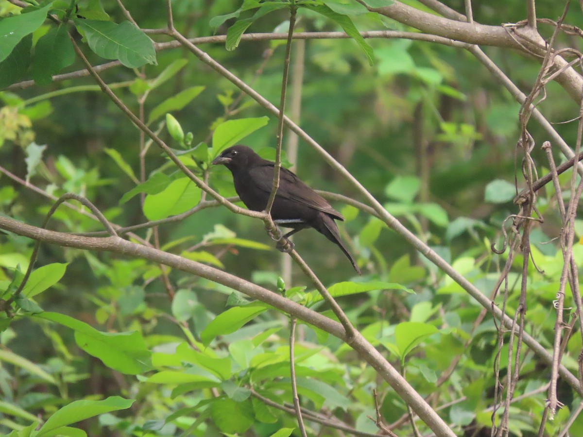 Bronzed Cowbird - Alfonso Auerbach