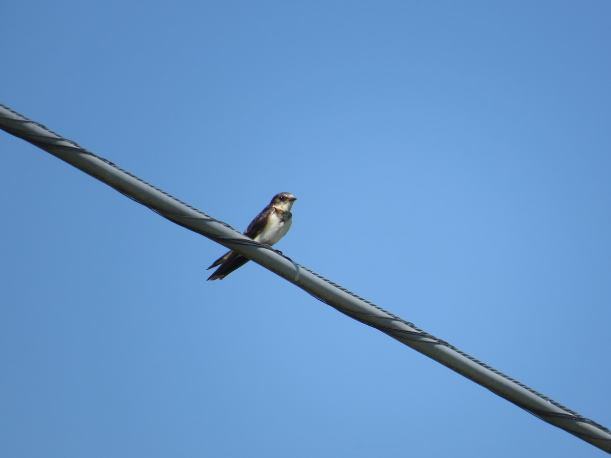 Barn Swallow - John Haas