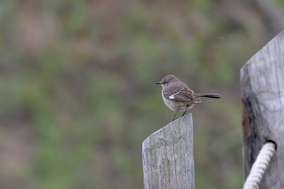 Northern Mockingbird - Annette McClellan