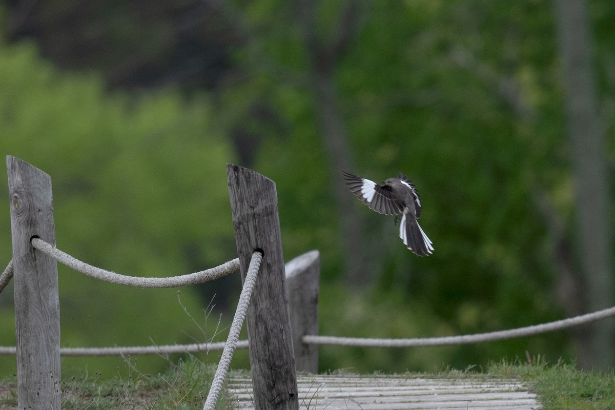 Northern Mockingbird - Annette McClellan