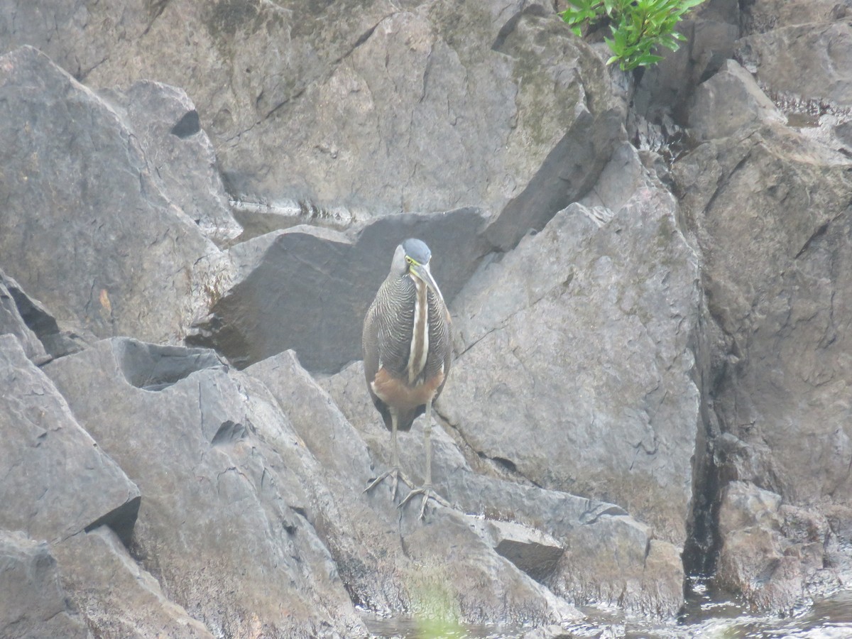 Bare-throated Tiger-Heron - Sam Holcomb