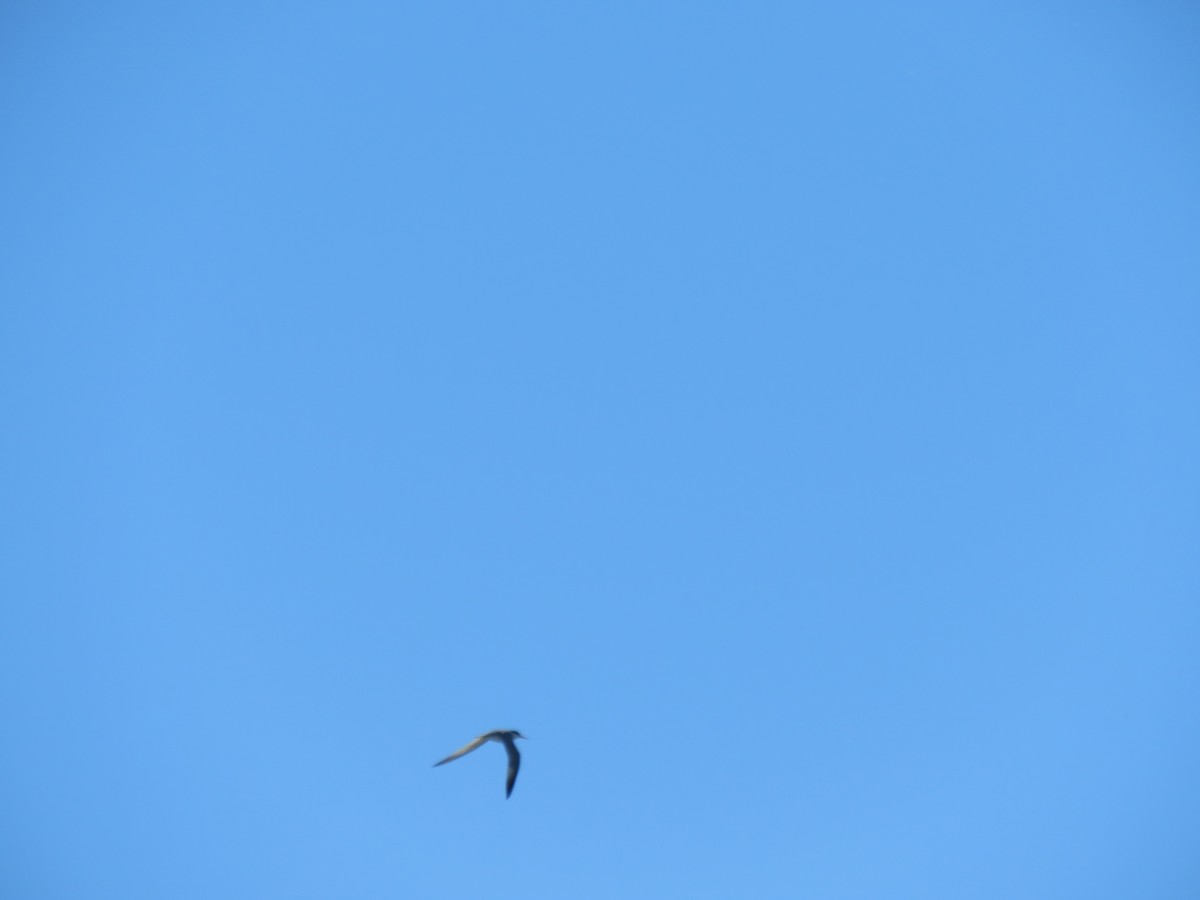 Least Tern - Bob Ortmeyer