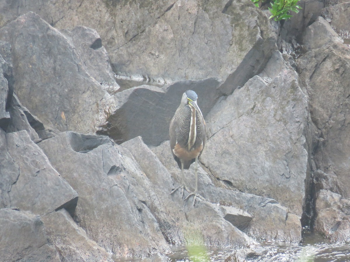 Bare-throated Tiger-Heron - Sam Holcomb