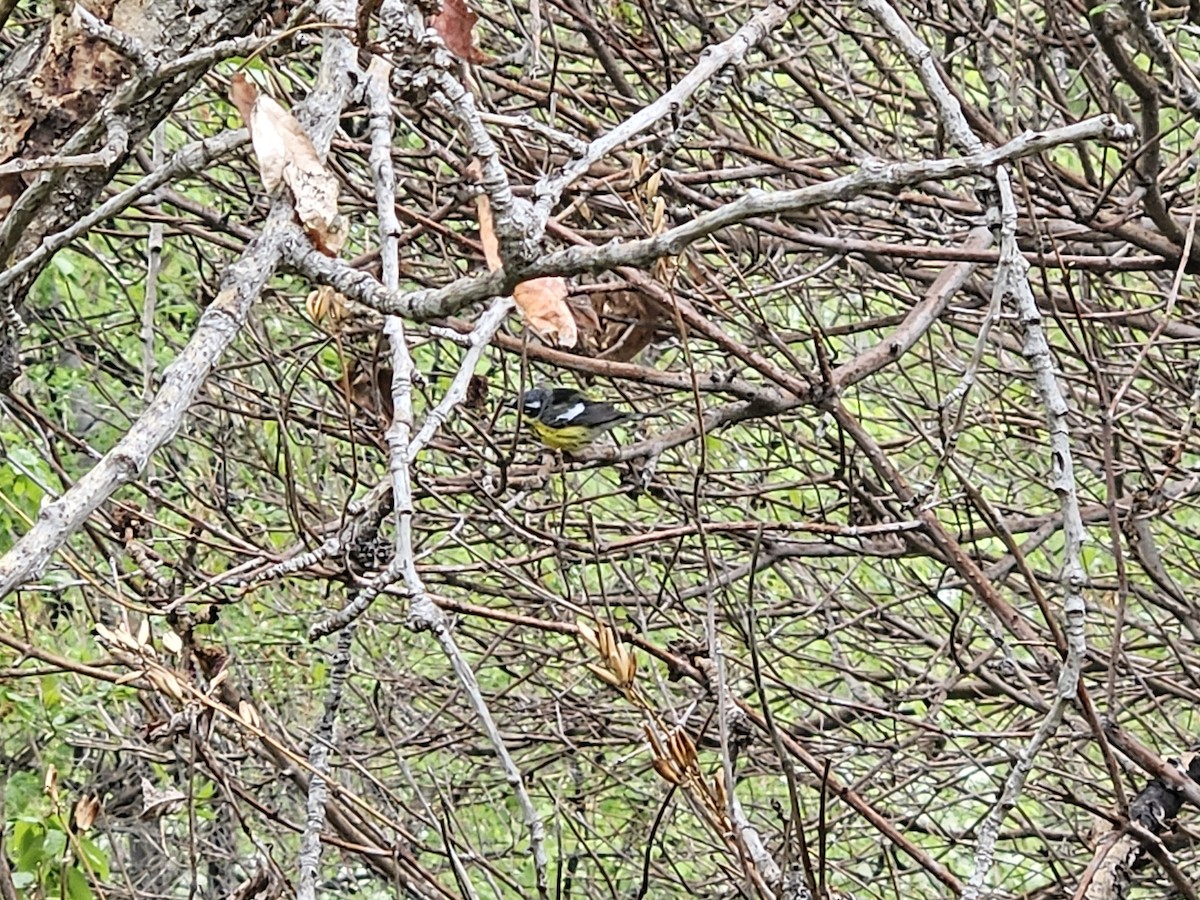 Magnolia Warbler - Kent Russell