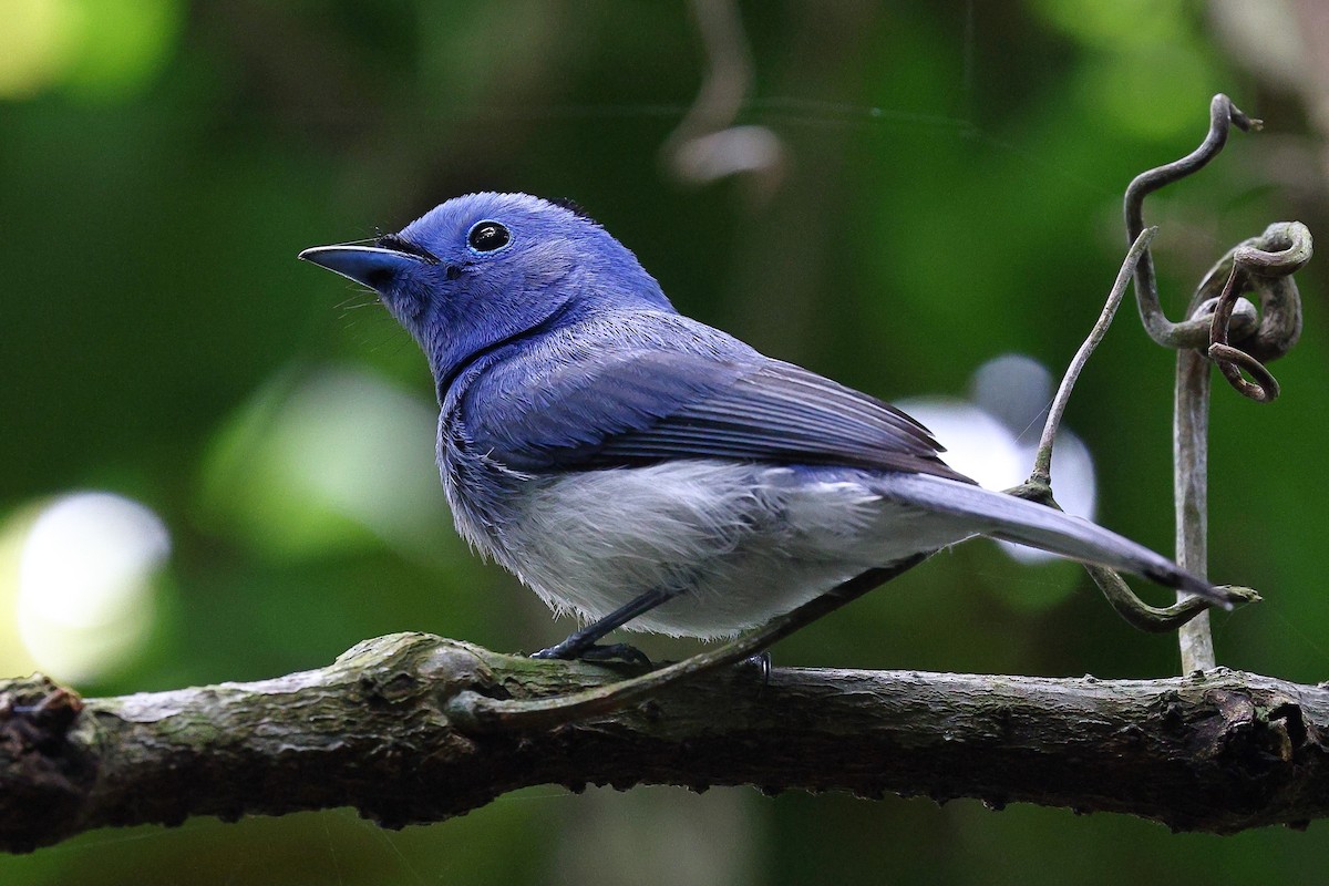 Black-naped Monarch - Sam Zhang