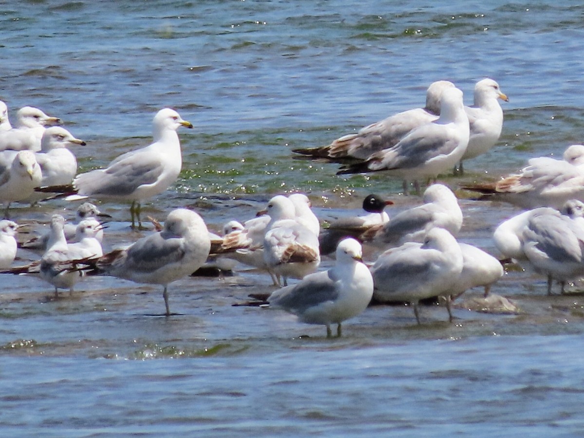 Franklin's Gull - Tania Mohacsi