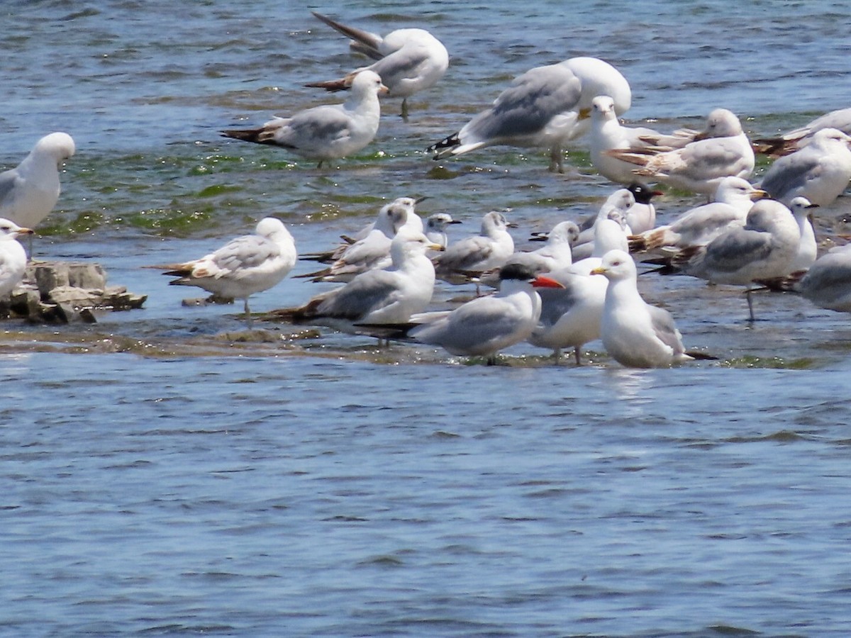 Franklin's Gull - Tania Mohacsi