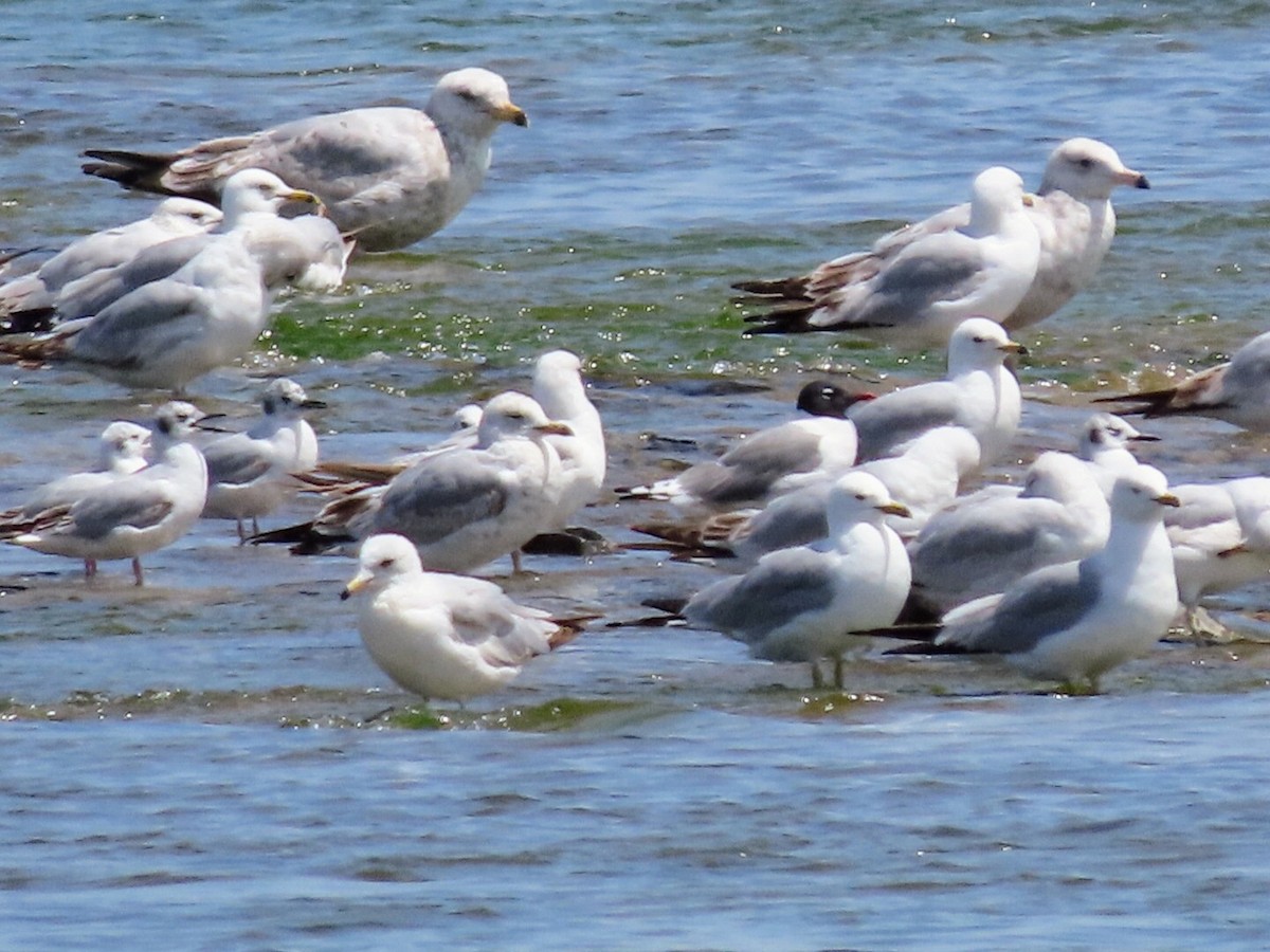 Franklin's Gull - ML619630770