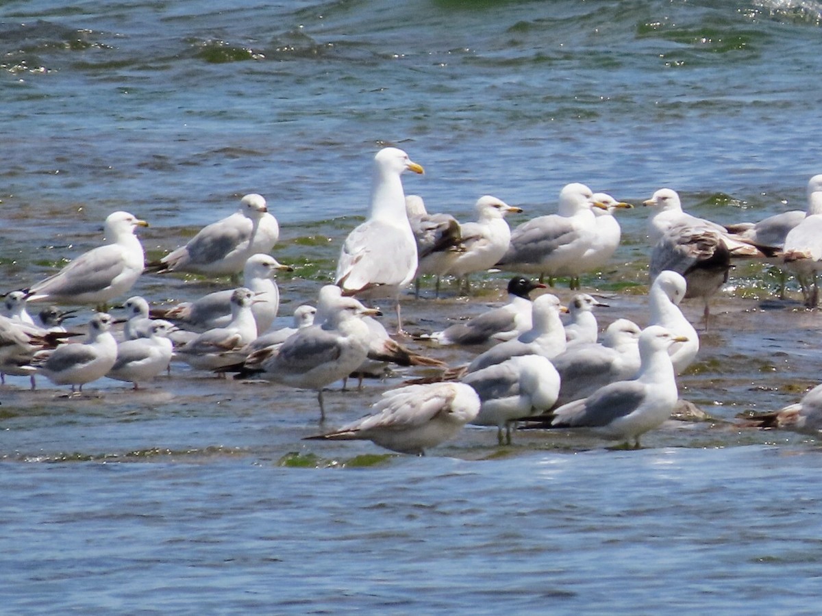 Franklin's Gull - ML619630771