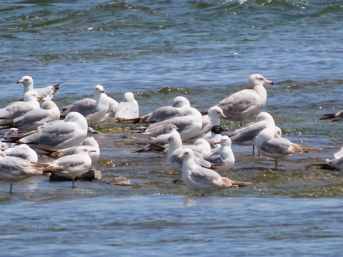 Franklin's Gull - Tania Mohacsi