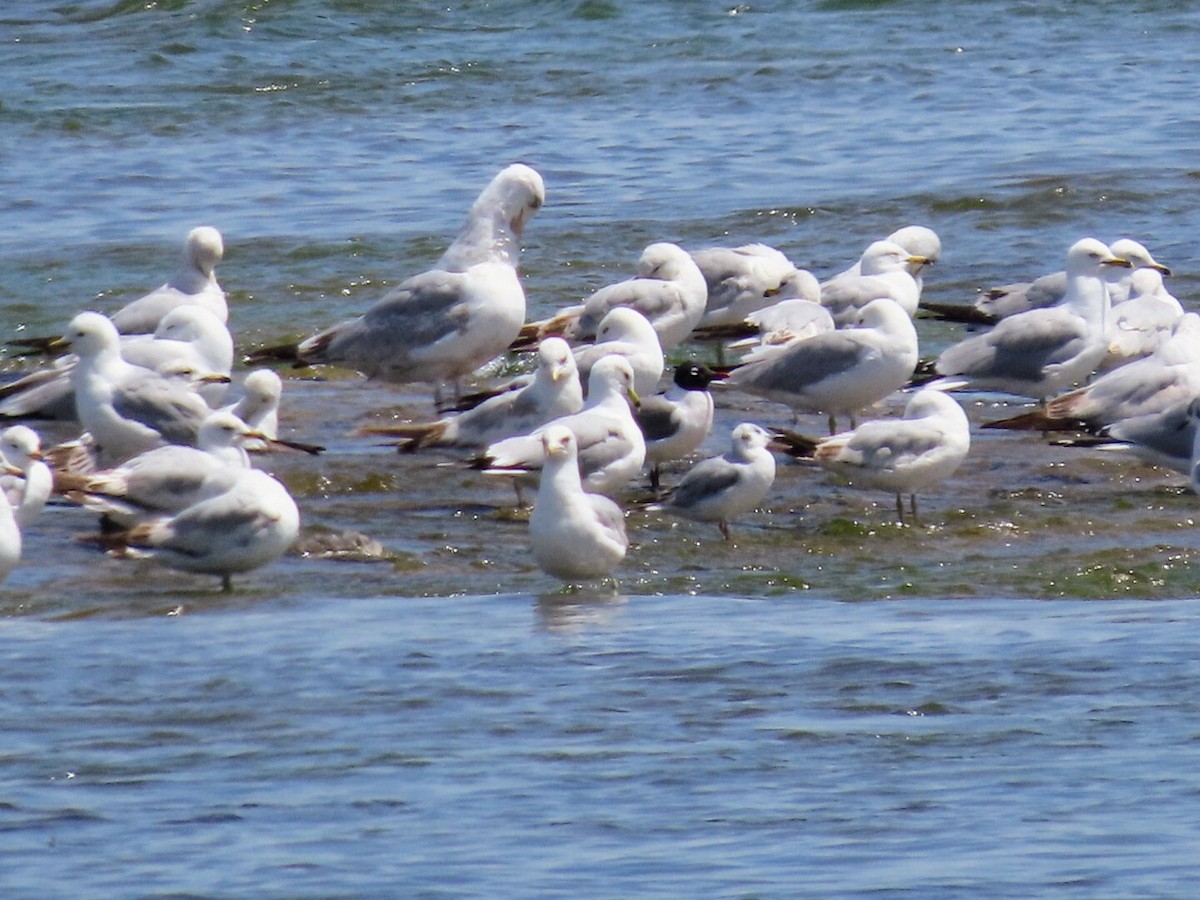 Franklin's Gull - Tania Mohacsi