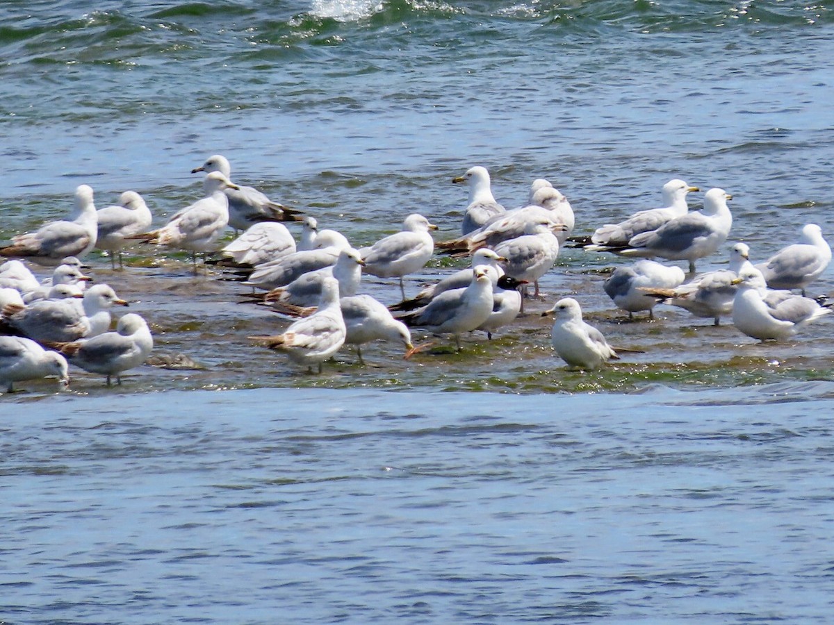 Franklin's Gull - Tania Mohacsi