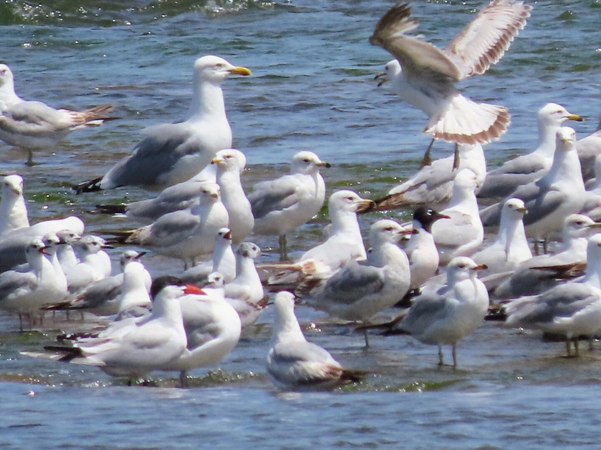 Franklin's Gull - Tania Mohacsi