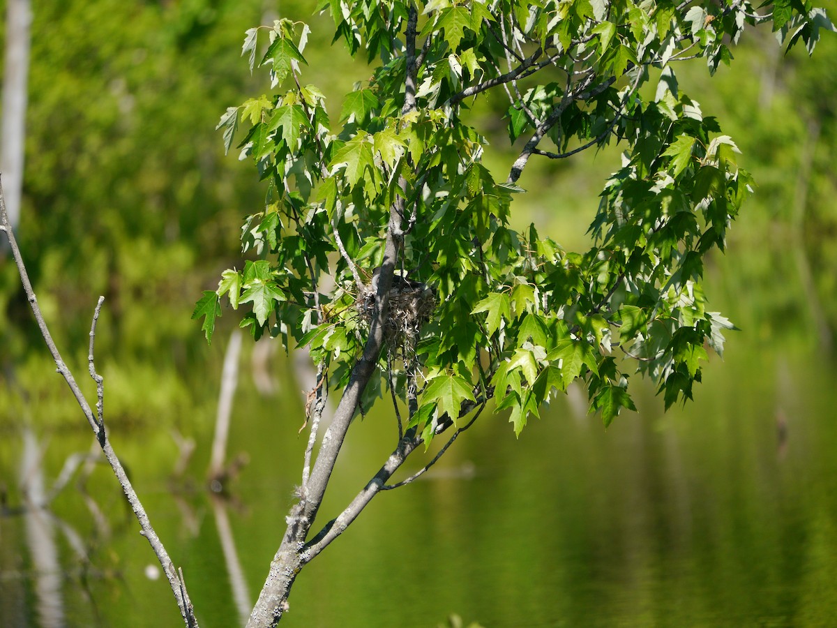 Eastern Kingbird - Jean Poitras