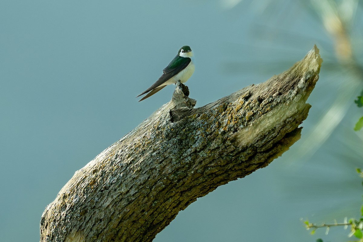 Violet-green Swallow - Ben Kolstad