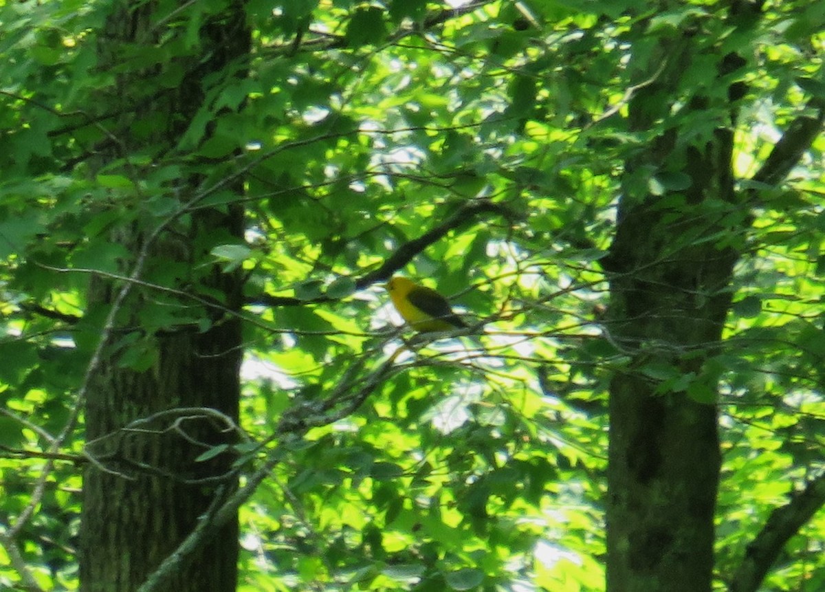 Prothonotary Warbler - John Haas