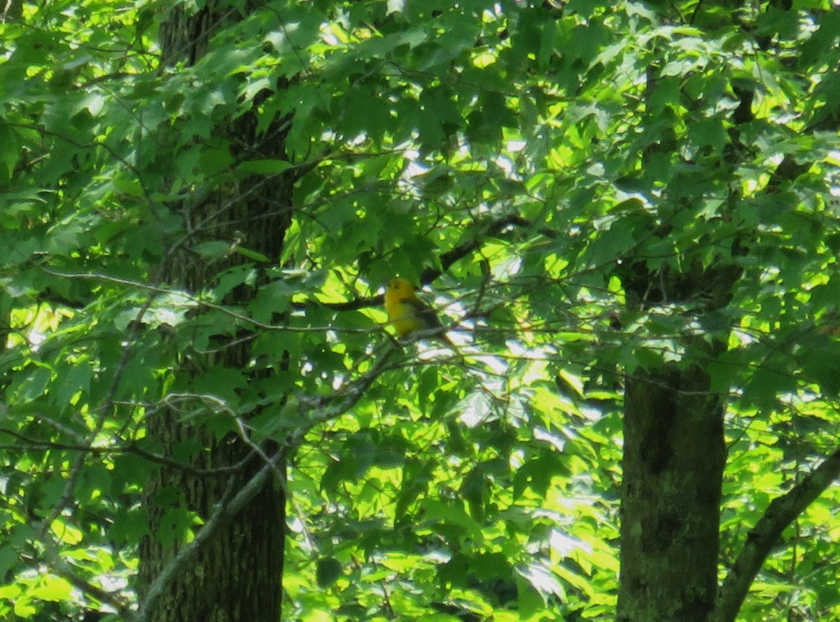 Prothonotary Warbler - John Haas