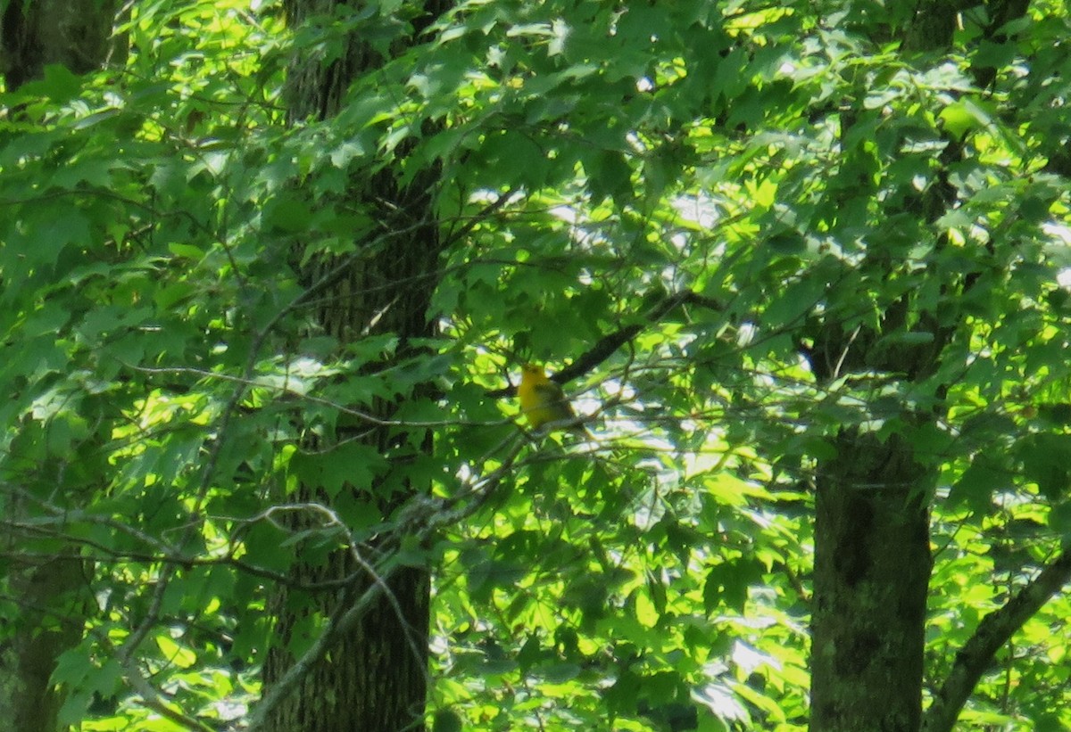 Prothonotary Warbler - John Haas