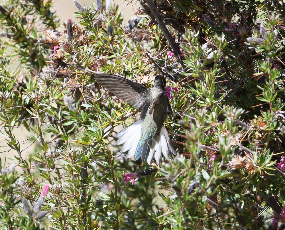 Colibrí Puneño - ML619630794