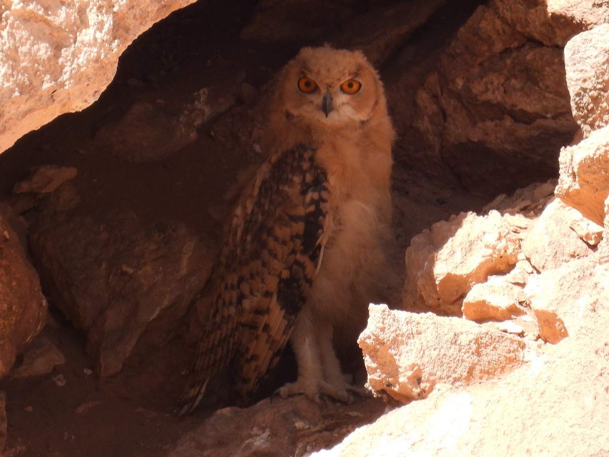 Pharaoh Eagle-Owl - ML619630796