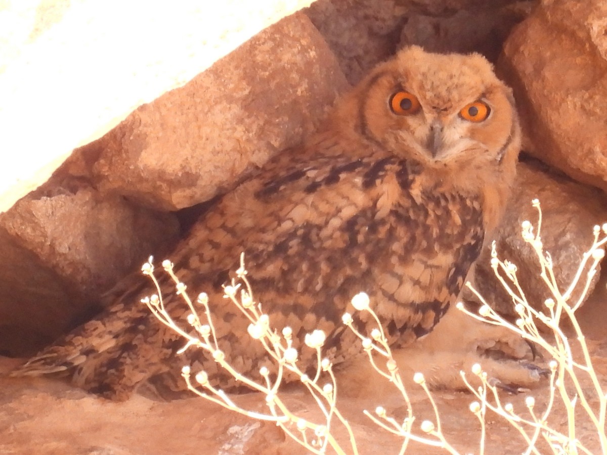 Pharaoh Eagle-Owl - ML619630797