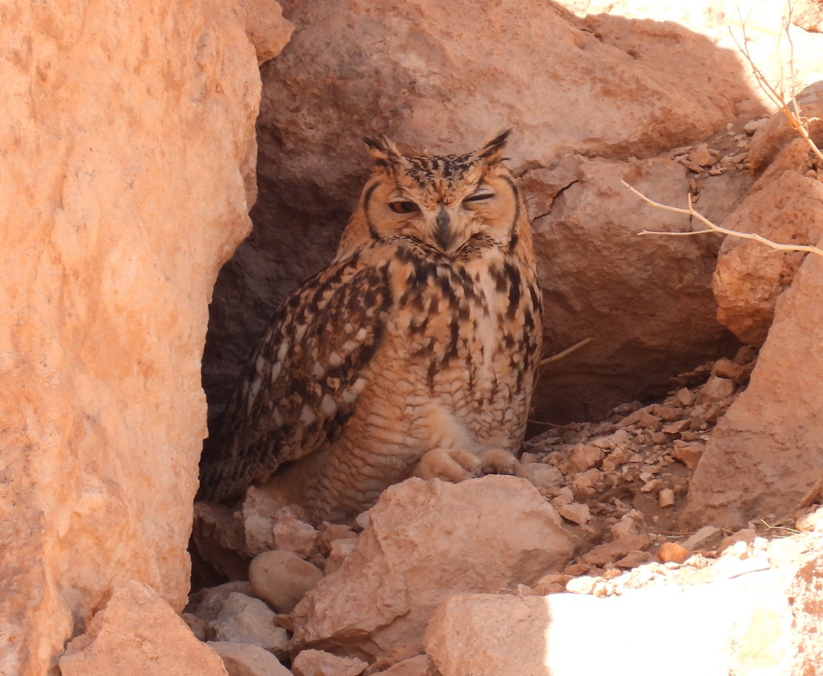 Pharaoh Eagle-Owl - ML619630798
