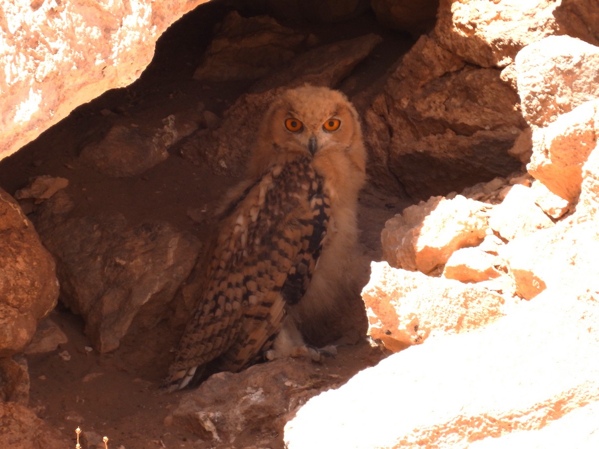 Pharaoh Eagle-Owl - ML619630799
